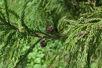 Leylandov čempres - kakav je to čempres i za što se koristi