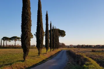 Koje vrste čempresa poznajete?