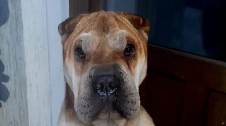 Vlasnici su doveli ovog psa kod veterinara i tražili eutanaziju, a zdrav je i nije agresivan