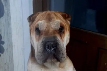 Vlasnici su doveli ovog psa kod veterinara i tražili eutanaziju, a zdrav je i nije agresivan