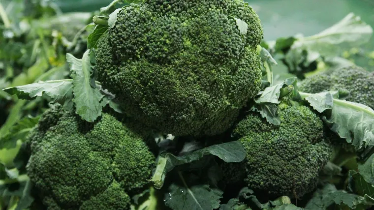 Kako se uzgajaju presadnice brokule?