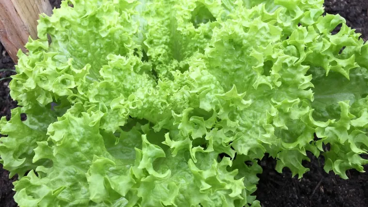 Kada se radi sjetva zimske salate  na otvorenom?