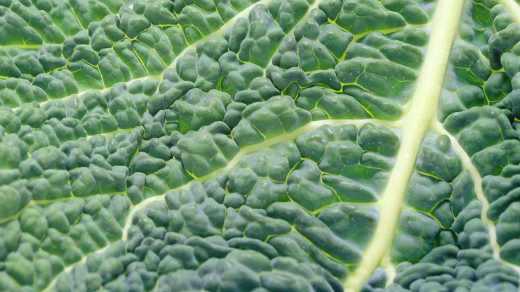 Znate li kako izgleda kelj?