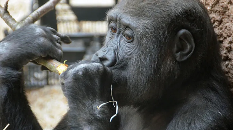 Uginula je Poppy, posljednja od 'gorila u magli' sestra najdraže gorile Sigourney Weaver