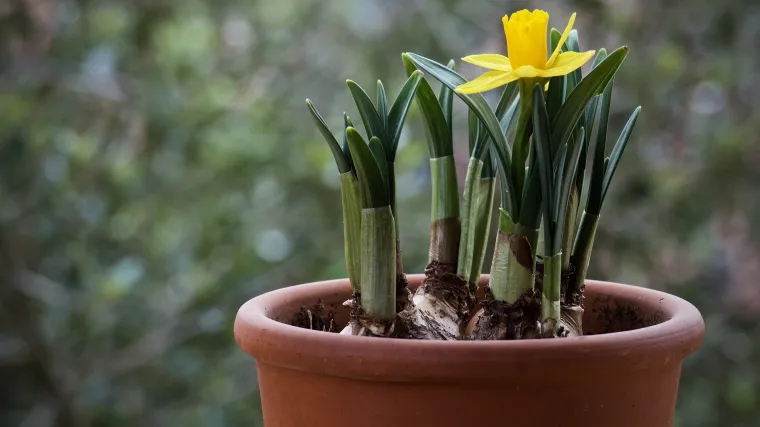 Sadnja u travnju - Što se sije i sadi u travnju?