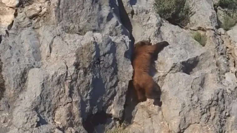 'Čim smo stali, maleni se prepao i krenuo bježati po stijeni...'
