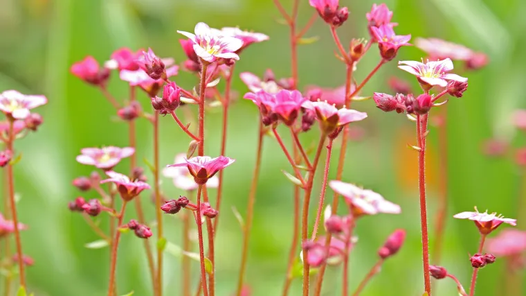Po čemu je biljka jastučasti plamenac dobila ime?