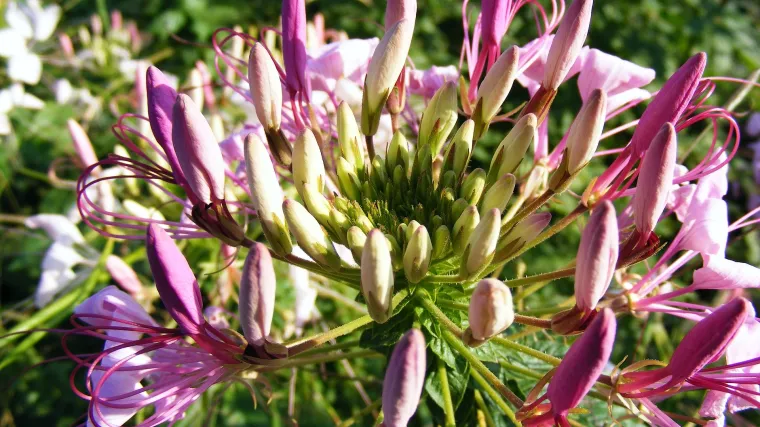 Saponaria cvijet zahtijeva da budete pažljivi pri sadnji