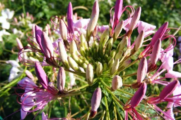 Saponaria cvijet zahtijeva da budete pažljivi pri sadnji