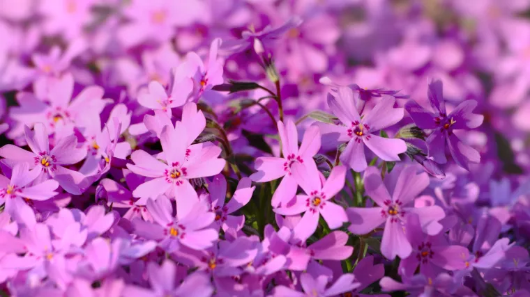 Plameni cvijet - idealan je cvijet za vrt o kojem se ne treba brinuti