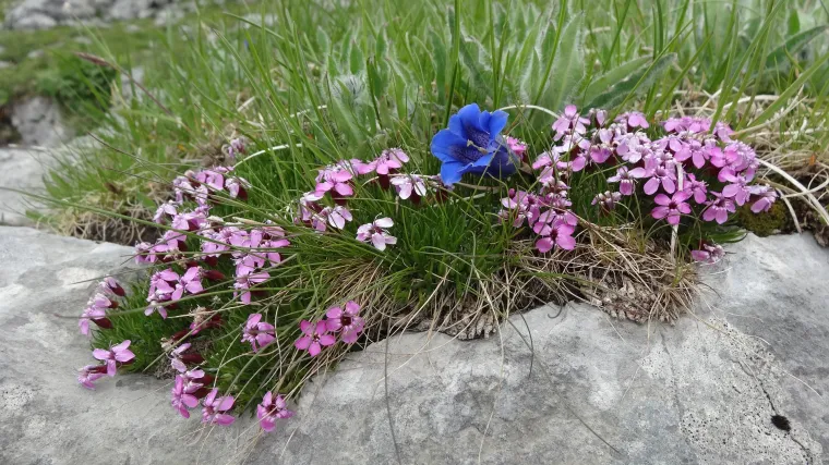 Po čemu je puzava sapunika  dobila ime?