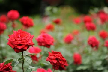 Kako se radi uzgoj ruža reznicama?