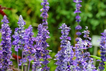 Kako se sadi lavanda?