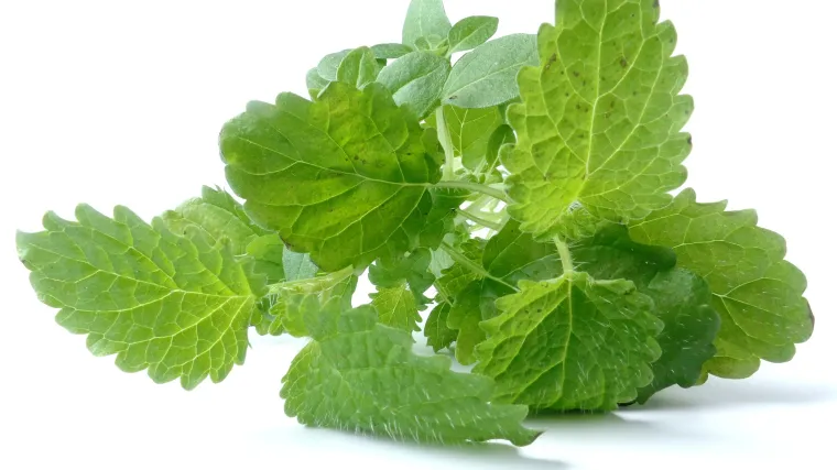 Matičnjak uzgoj: Kako uspješno uzgojiti matičnjak?