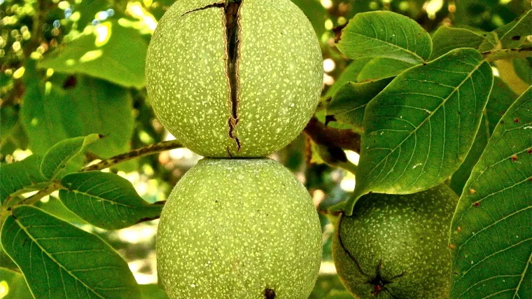 Crveni orah i njegova ljekovita svojstva