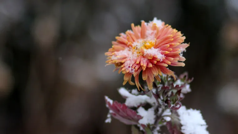 Savr&scaron;en vrt i zimi: Koje je zimsko cvijeće za vrt?