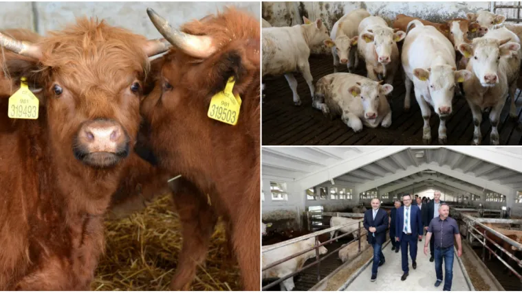 Hrvatski uzgoj junadi vraća se na veliku scenu: Otvorena farma vrijedna čak 18 milijuna kuna!