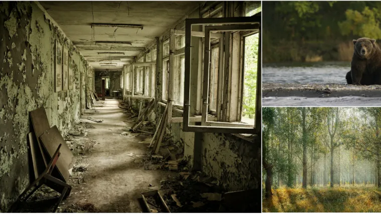 Černobilska katastrofa ima i drugu stranu: 'Možda je stvorila pravi mali raj na Zemlji'