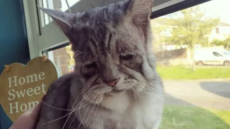 Nakon Grumpy Cata, svi su se zaljubili u ovog mačka s najtužnijim izrazom lica