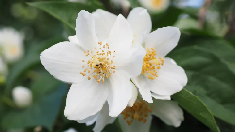 Biljka pajasmin i njezino razmnožavanje