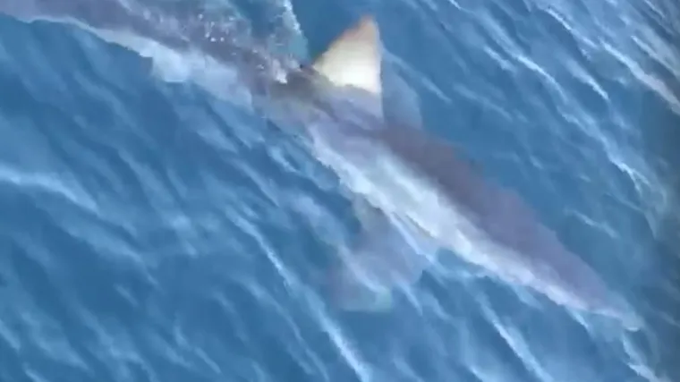 VIDEO Prizor koji se ne viđa tako često: U moru kod Makarske snimljen morski pas