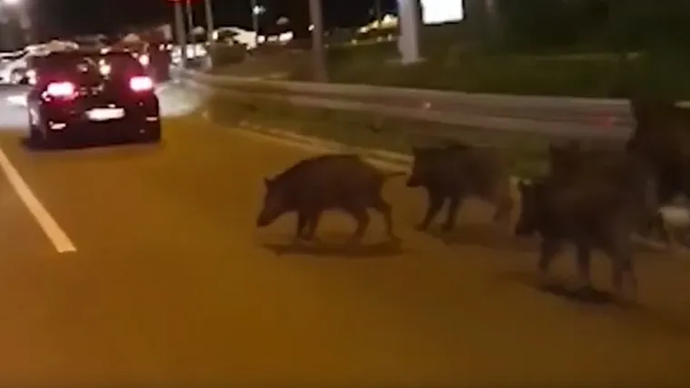 'Razdražljive su i izrazito opasne. Ne radite nagle pokrete i ne trčite!'