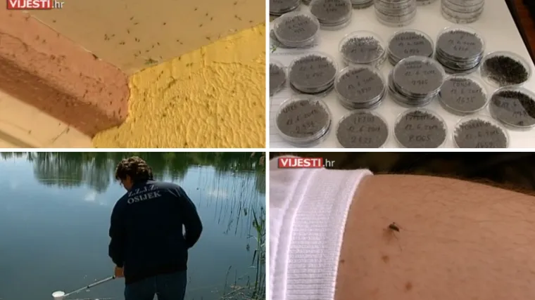 Osječani na rubu živaca, napadaju ih rojevi komaraca: 'Ne može se živjeti od njih'