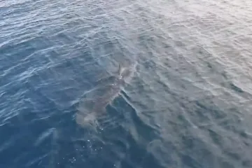 'Nemojte ga dirati jer je zaštićen. Ne smijete loviti ni uznemiravati'