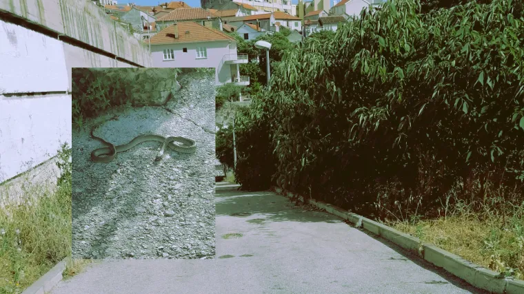 Pojavile se zmije blizu osnovne &scaron;kole: 'Izlaze iz te džungle, već ih je barem pet uočeno...'