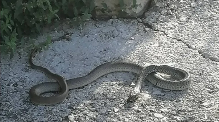 'Izlaze iz te džungle, barem pet ih je uočeno'