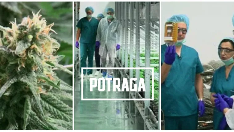 Posjetili smo najmoderniju plantažu zelenog zlata, cvjetovima i uljem opskrbljivat će cijeli svijet!