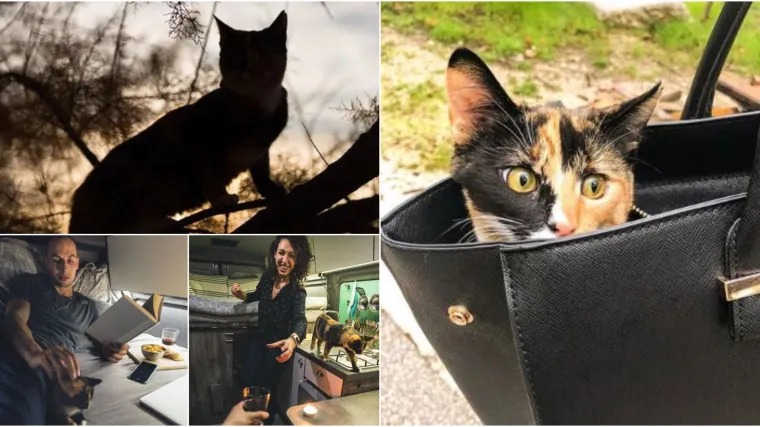 Ova mačka ima bolji život od vas: Splitska lutalica ukrala srce turistima, pa sad putuje po svijetu s njima