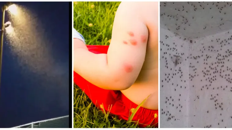 Osječani vi&scaron;e ne mogu živjeti od komaraca! 'Opasnost od zaraza? Rizik postoji...'