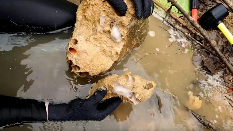 Može narasti više od metra, jede kamenje, a izlučuje pijesak