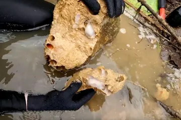 Može narasti više od metra, jede kamenje, a izlučuje pijesak