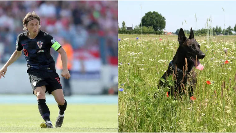 Pas nazvan po Luki Modriću sije strahe među dilerima: 'Ne promakne mu ni gram'