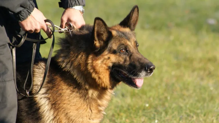 Postao je 'užas' za trgovce drogom