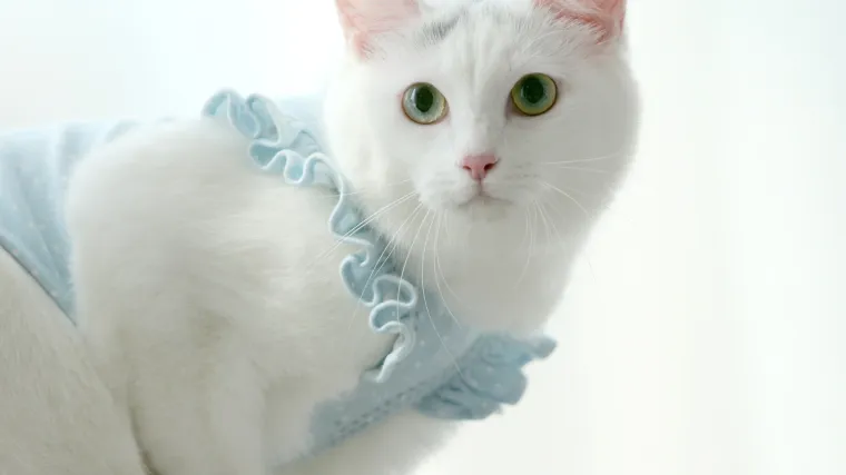 Turska angora mačka