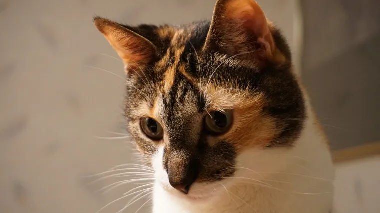 Koja je posebitost trobojne mačke