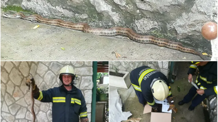 Dobili su dojavu o velikoj zmiji u ulici u Zatonu. Njih dvojica stigla na intervenciju i rije&scaron;ila problem...