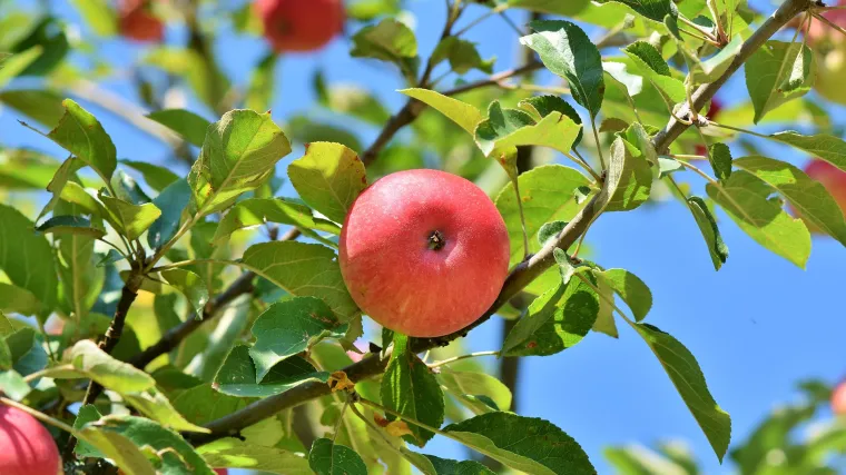 Cripps pink vrlo je ukusna sorta jabuka