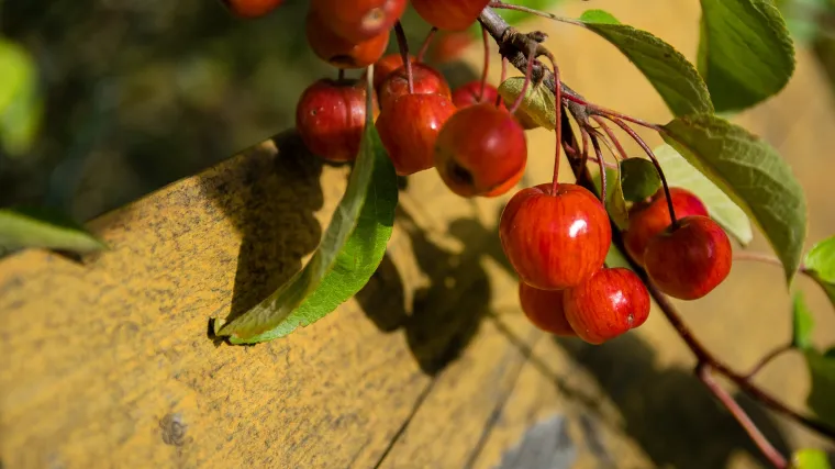 Stare i autohtone sorte jabuka