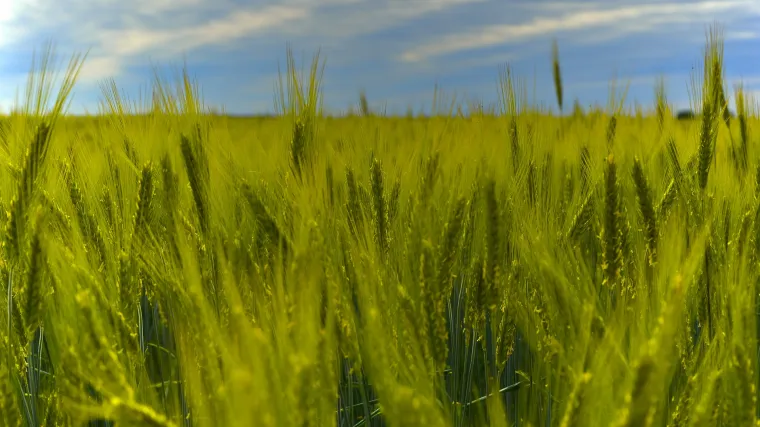 Sve blagodati koje daje raž biljka