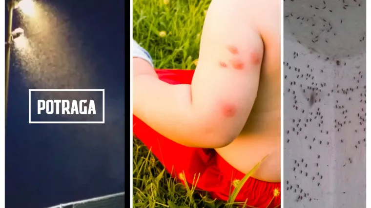 Komaraca u Slavoniji 200 puta vi&scaron;e nego inače! Pale ih plamenicima, a stoku mažu naftom!