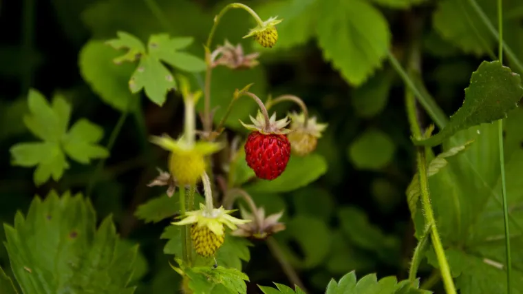 Kako zaštititi jagode od puževa?