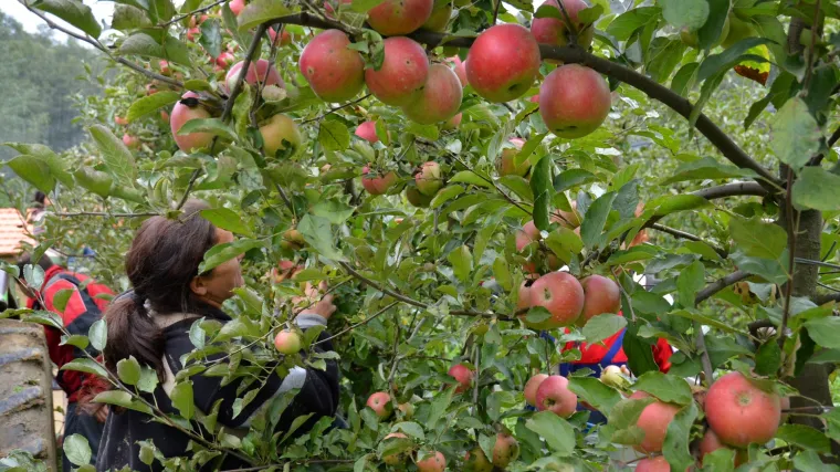 Zaštita jabuka prije cvatnje