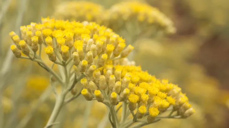 Kako i kada se vrši presađivanje smilja?