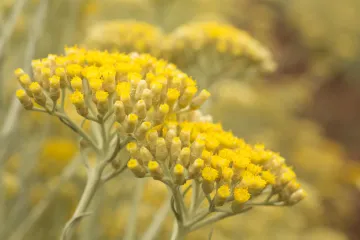 Kako i kada se vrši presađivanje smilja?