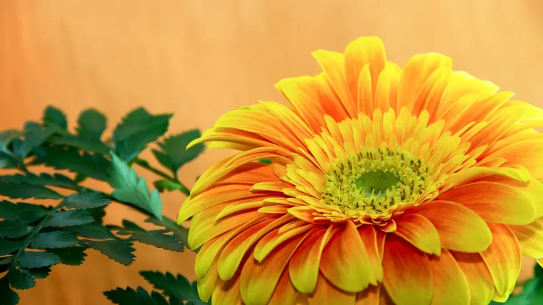 Gazanija cvijet - cvijet koji dobro podnosi sušu