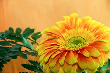 Gazanija cvijet - cvijet koji dobro podnosi sušu